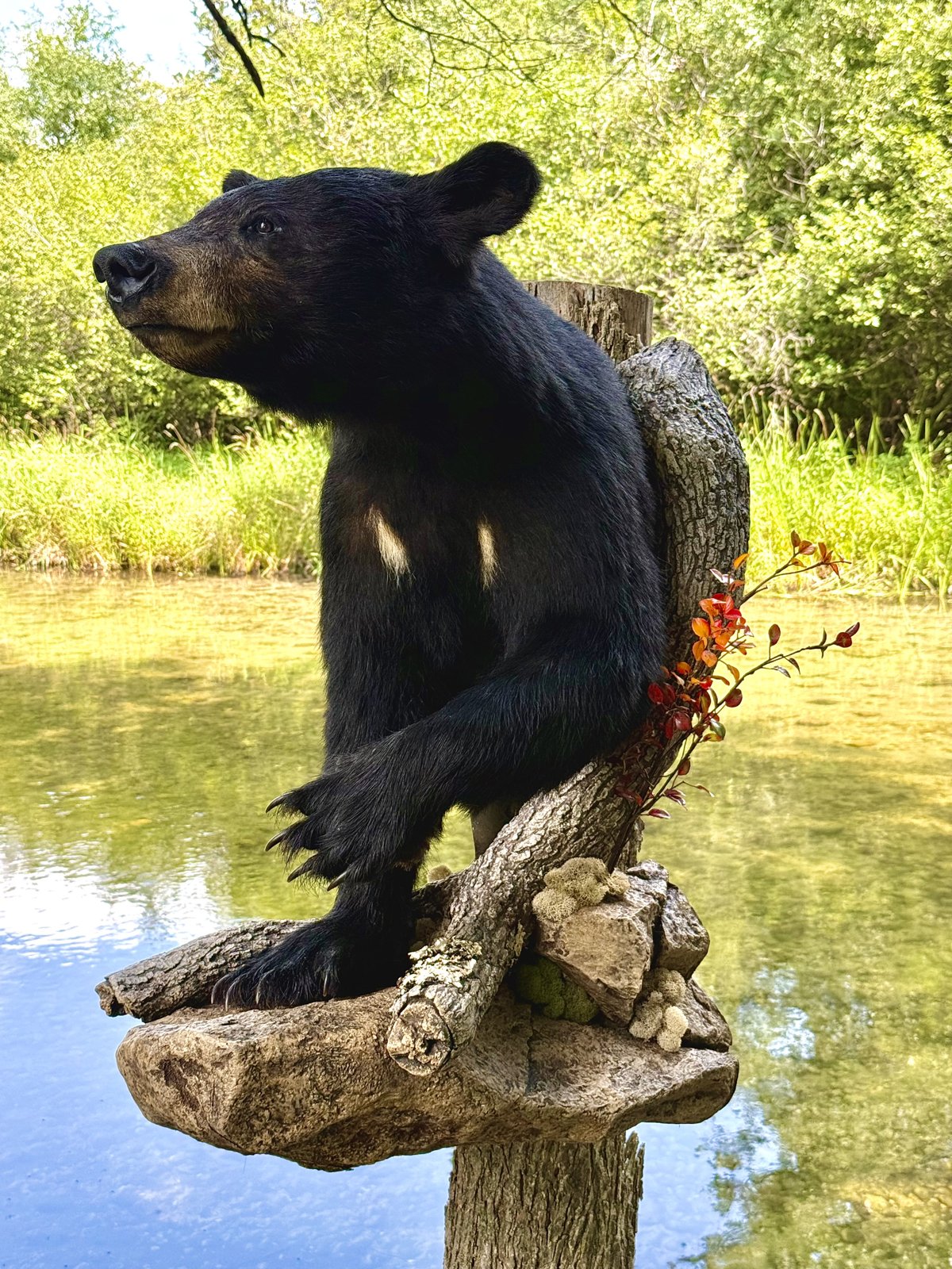 Black bear taxidermy mount on driftwood base