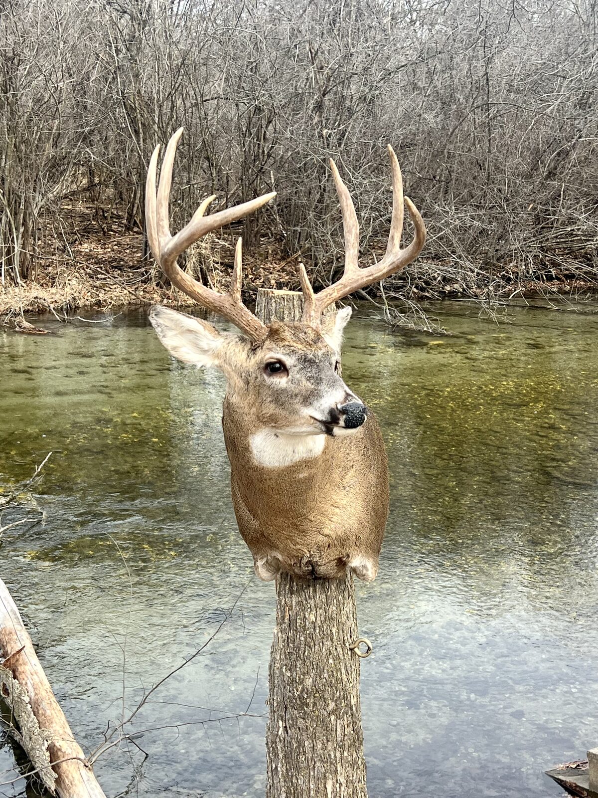 Whitetail buck shoulder mount on a post above clear river water
