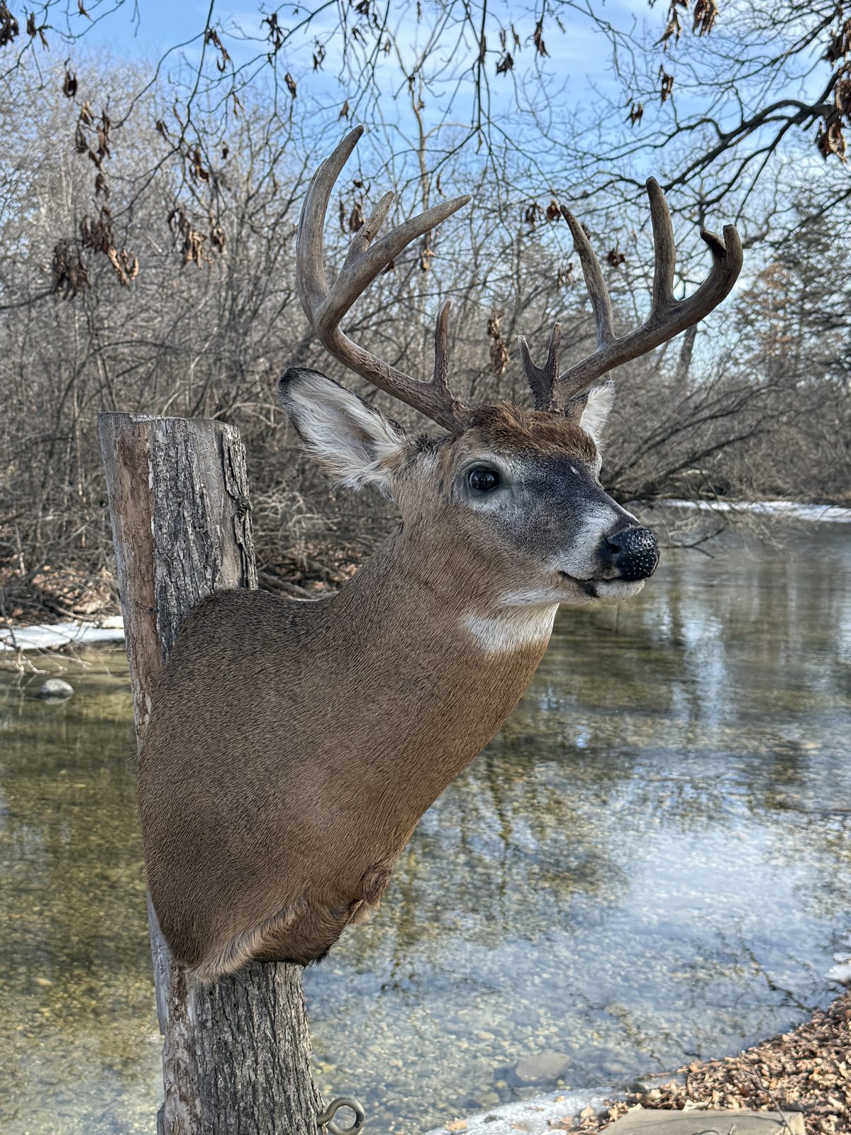 Whitetail buck shoulder mount beside a wooded creek