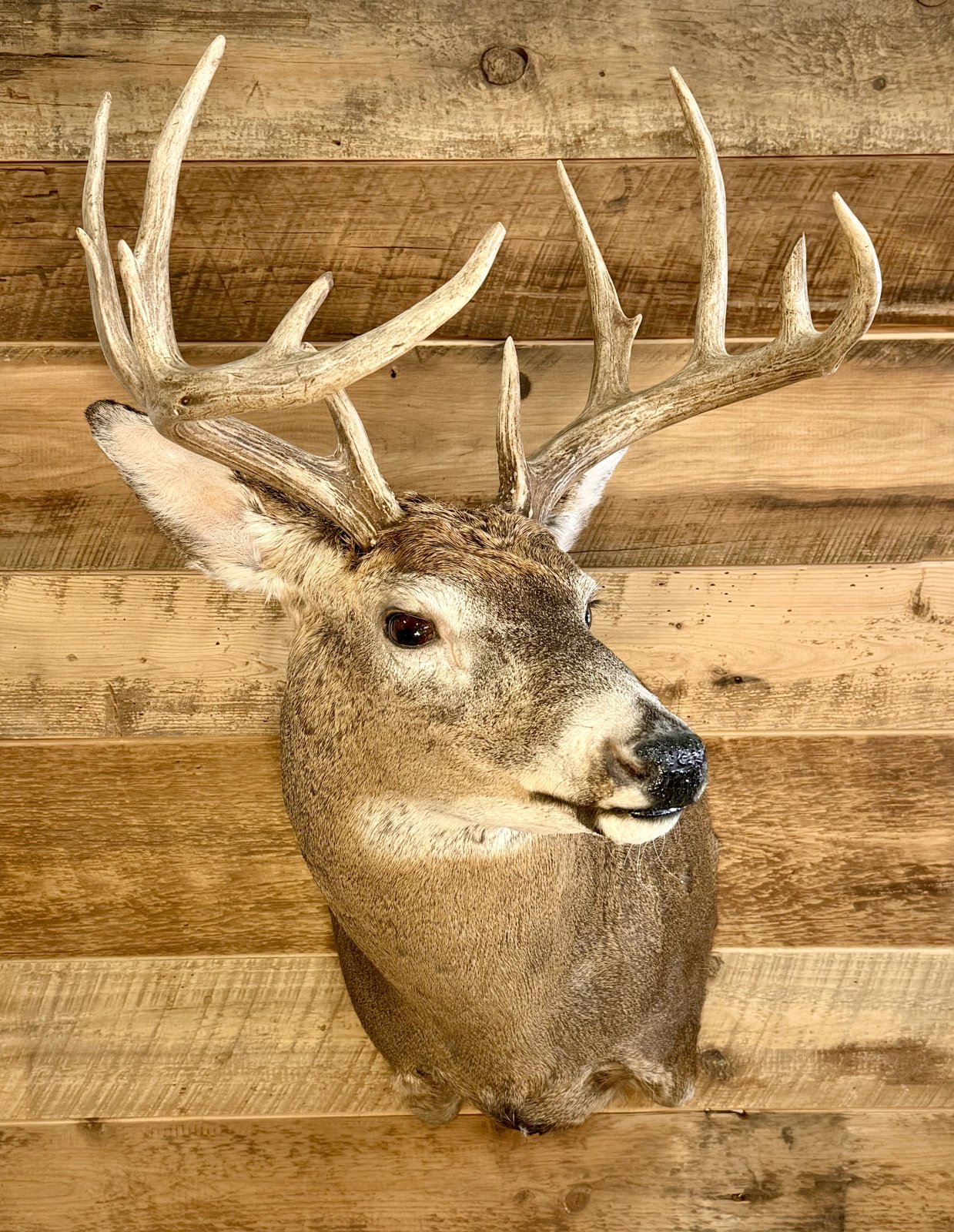 Whitetail buck shoulder mount on barnwood wall