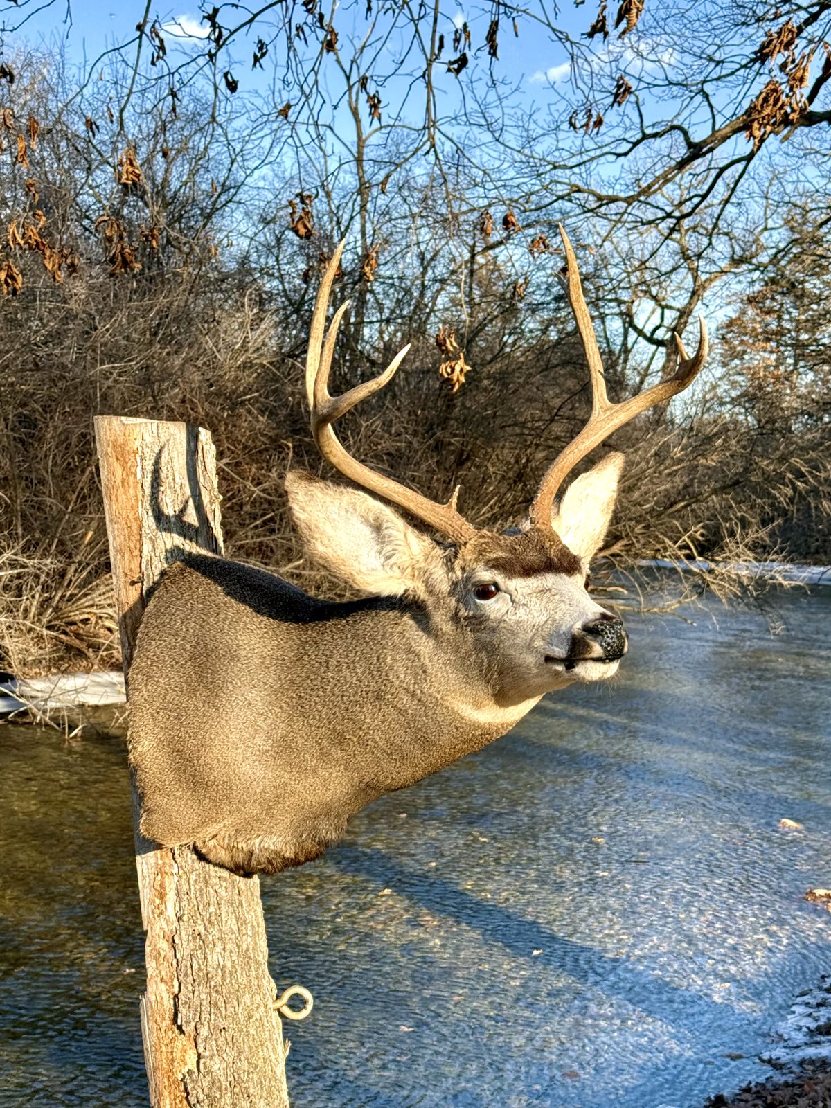 Whitetail buck shoulder mount in warm winter sunlight by a creek