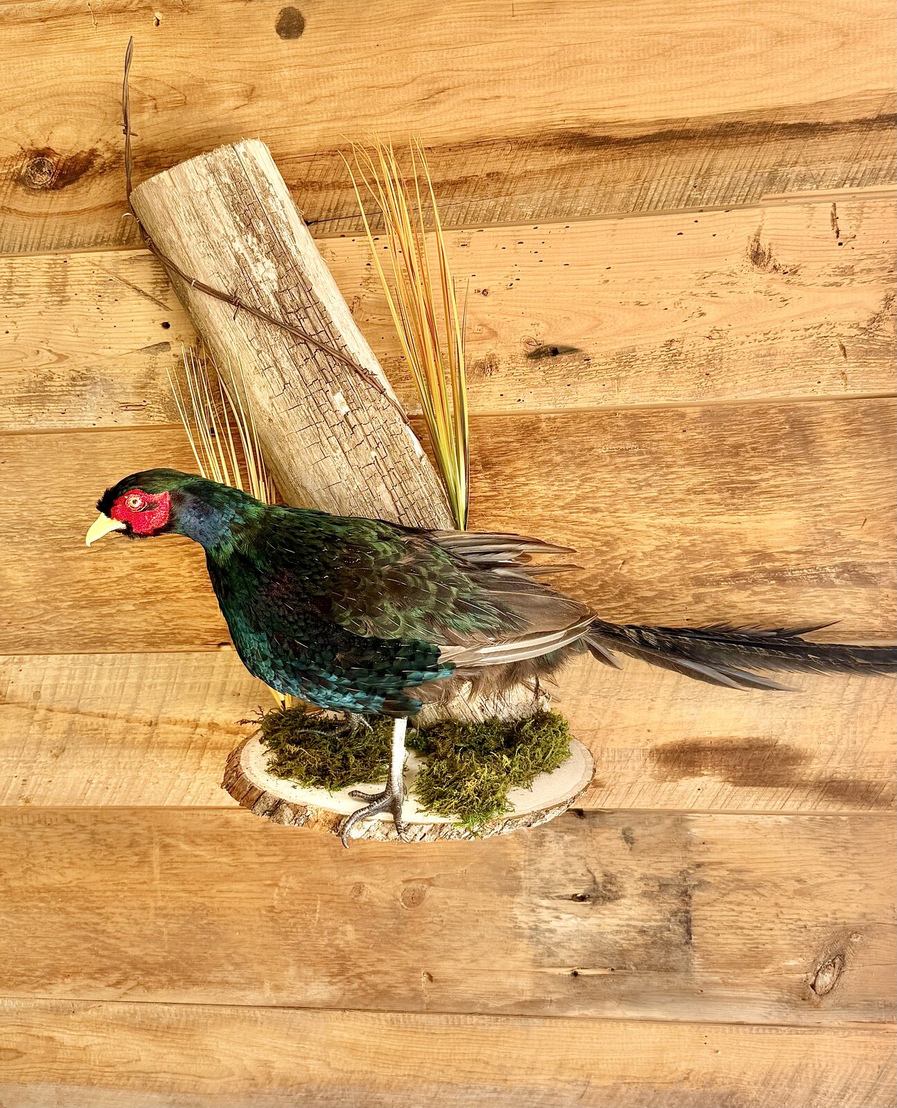 Ring-necked pheasant taxidermy mount