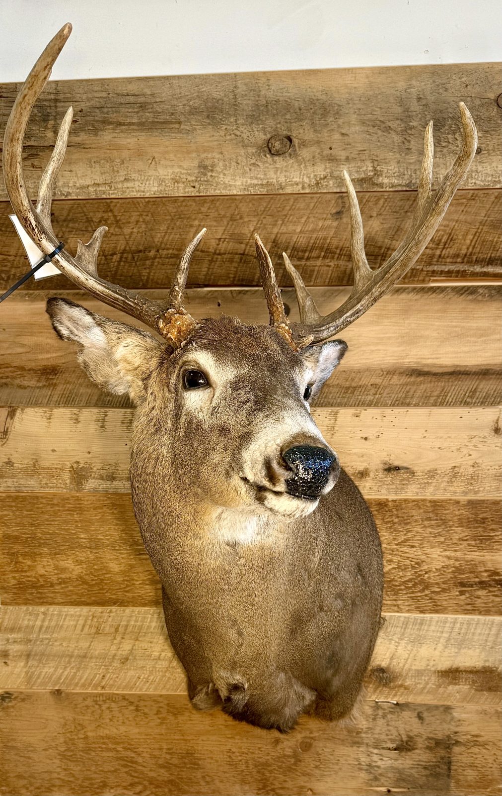 Heavy-beamed whitetail buck shoulder mount on barnwood