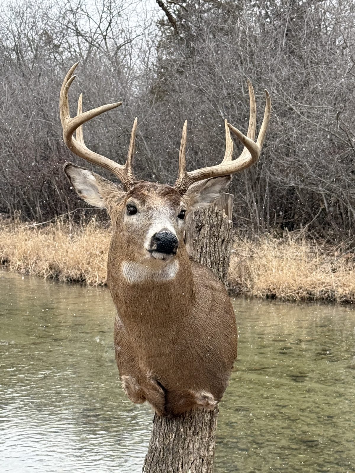 Front-facing whitetail buck shoulder mount beside a creek