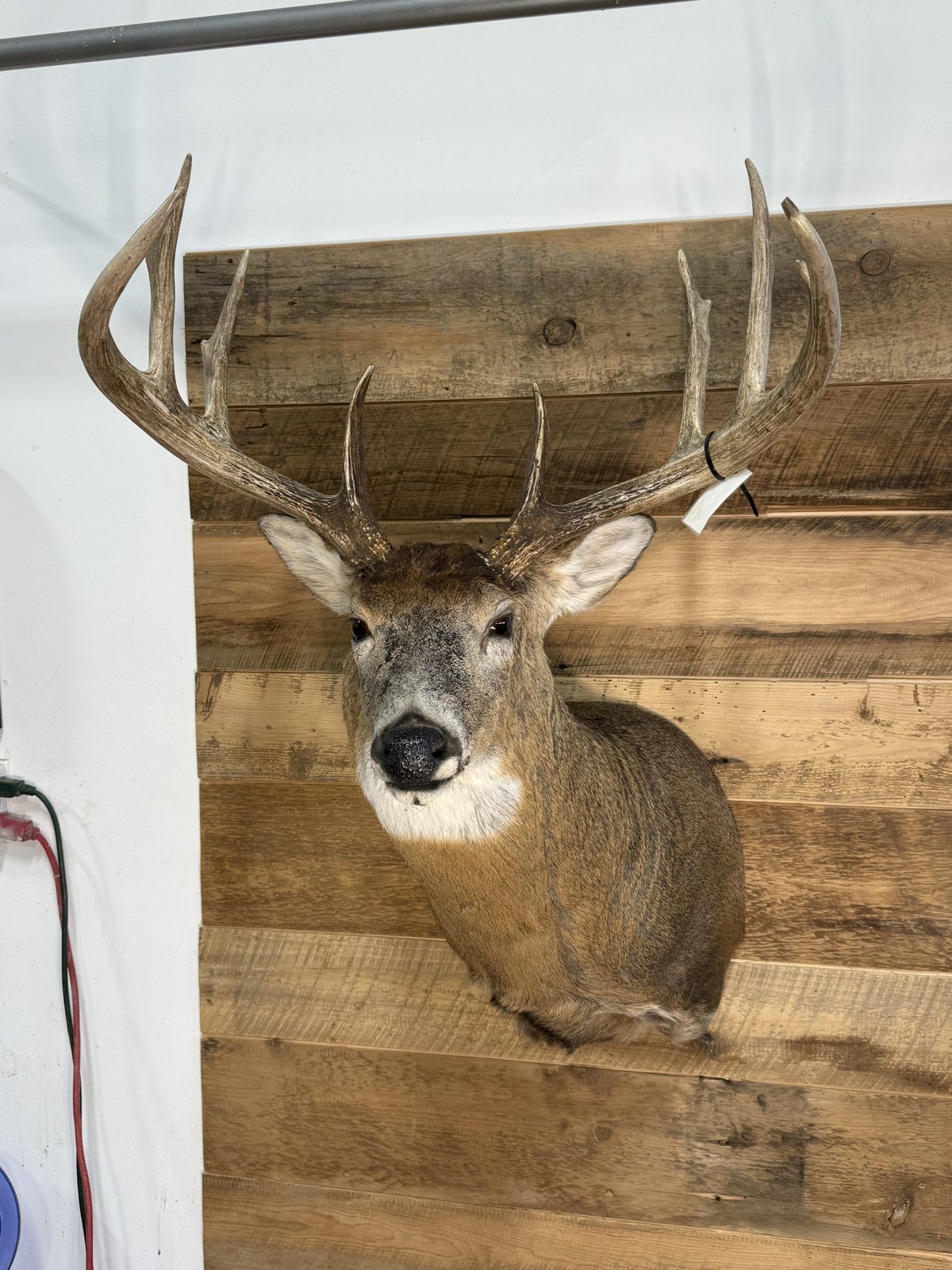 Wide-racked whitetail buck shoulder mount facing forward