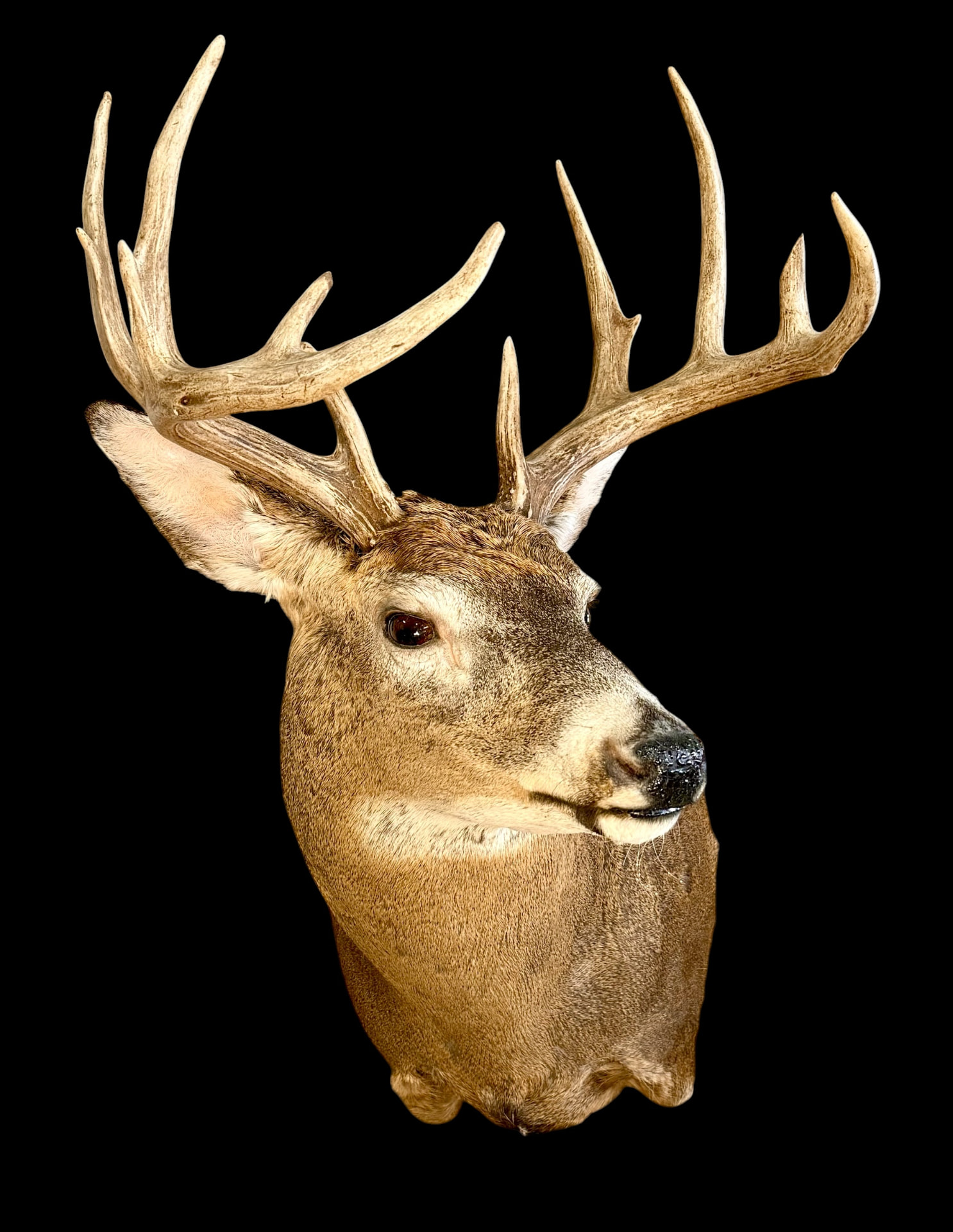 Detailed shoulder mount of a white-tailed deer
