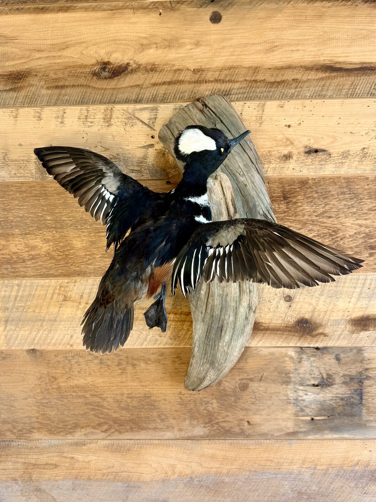 Bufflehead duck mount in flight