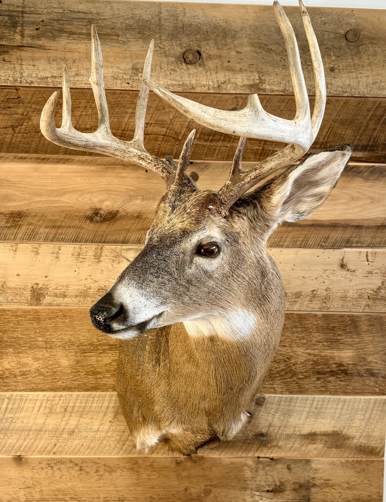 Whitetail buck shoulder mount in profile