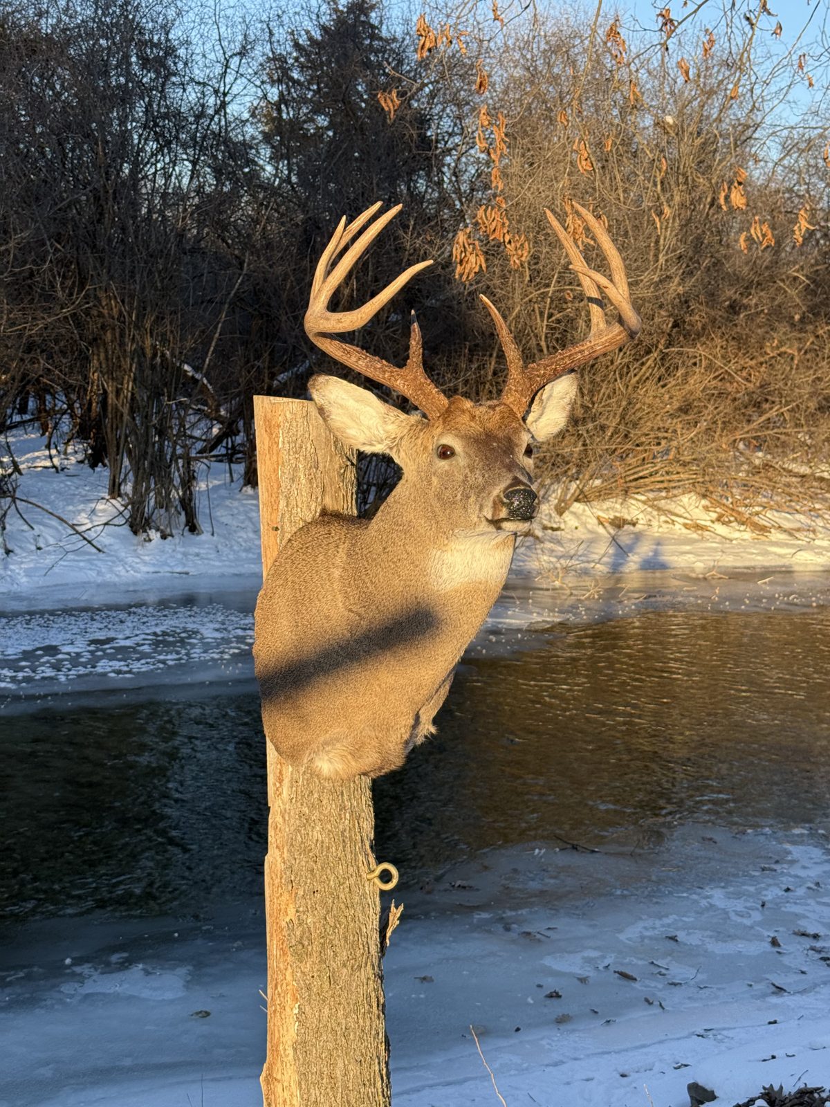 Whitetail buck shoulder mount in a snowy riverside setting