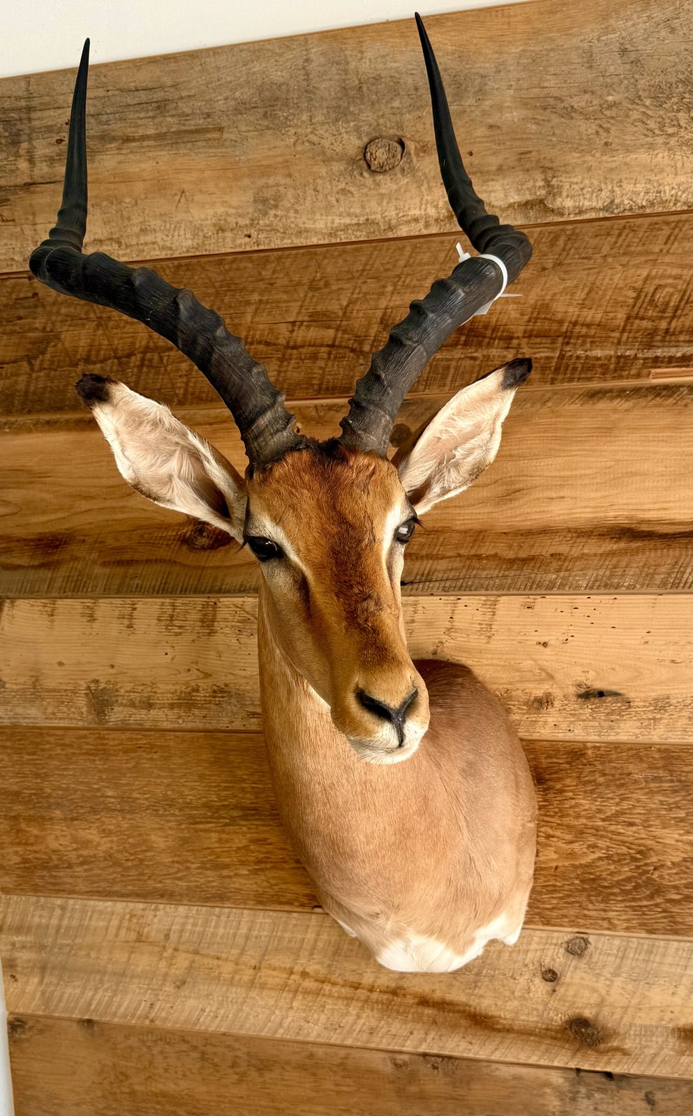 African impala shoulder mount on a barnwood wall
