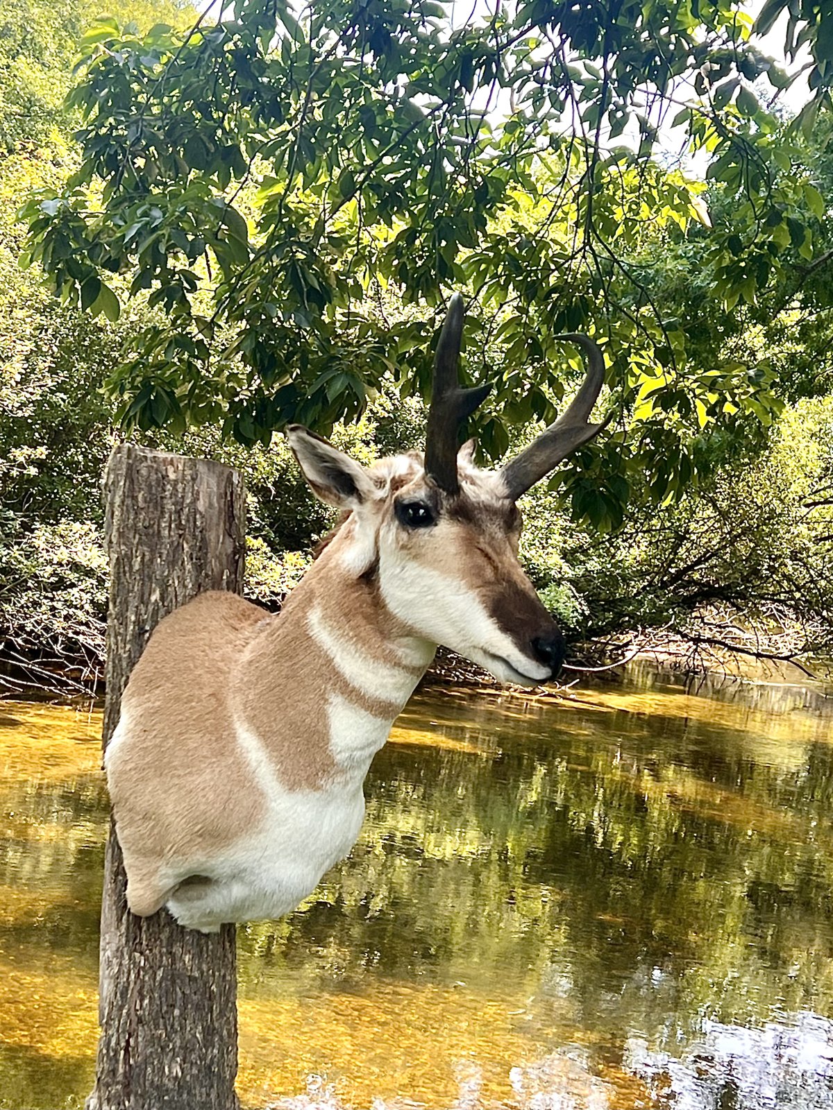 Pronghorn antelope shoulder mount posed against summer greenery