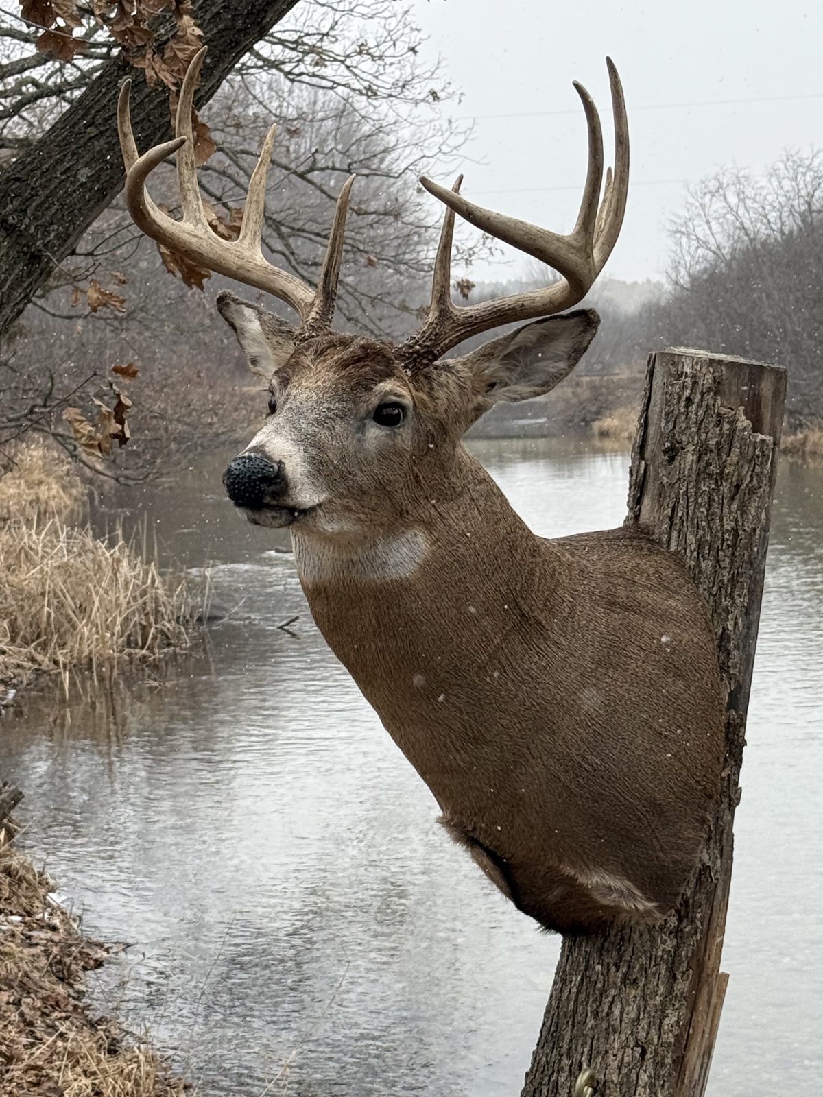 Whitetail buck shoulder mount photographed beside a snowy creek