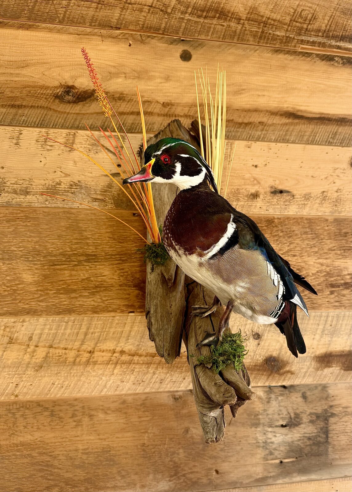 Wood duck mount perched on driftwood