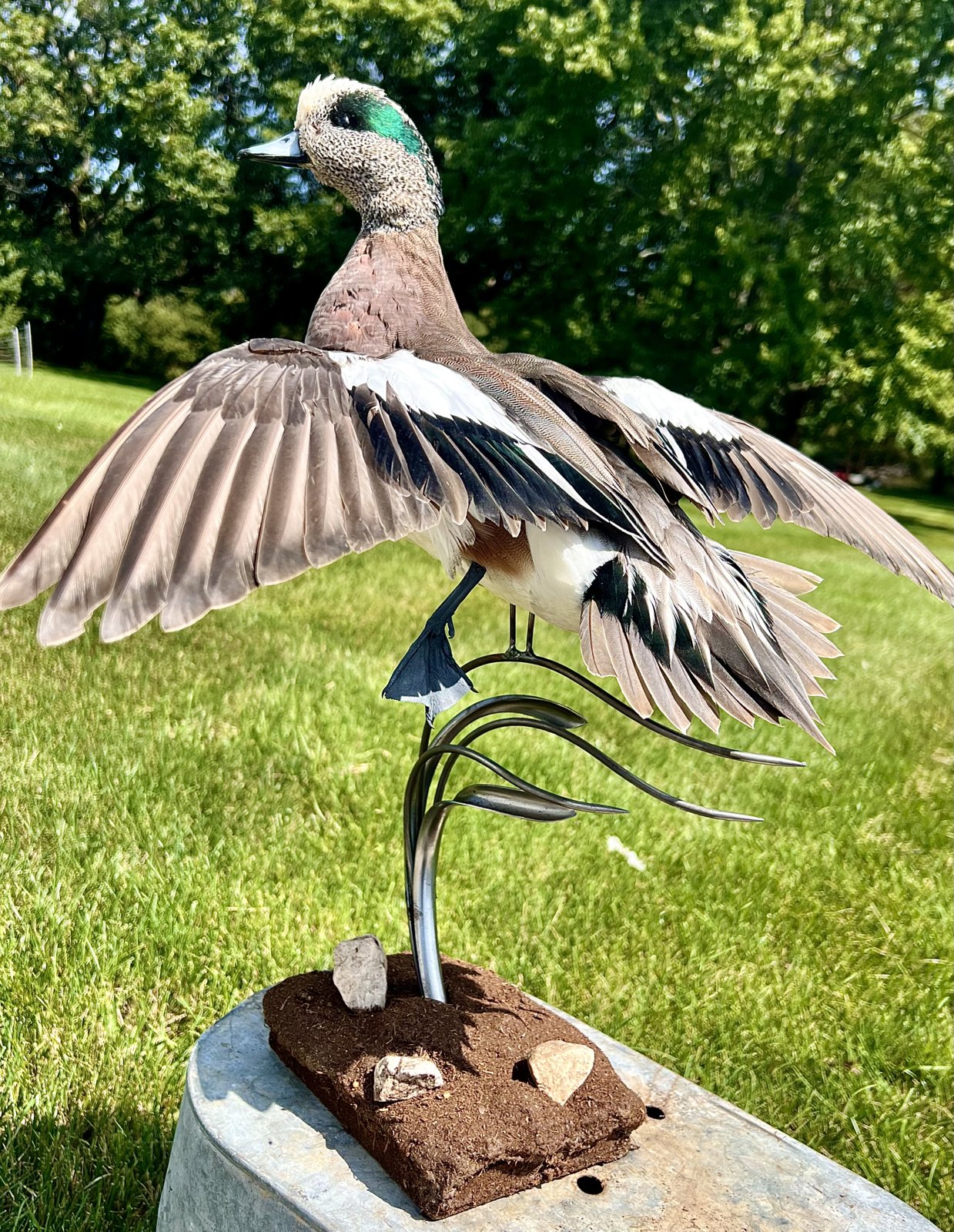 American wigeon drake mount with wings spread on a custom metal habitat base