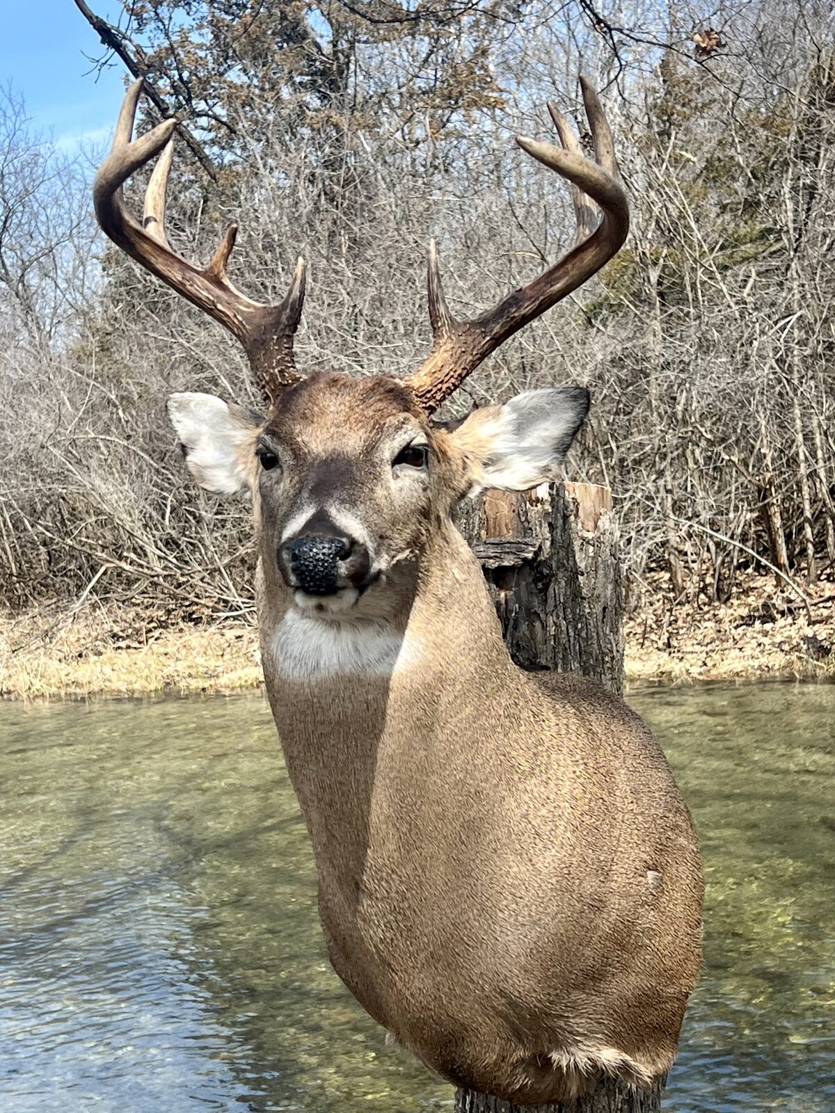 Whitetail buck shoulder mount posed alert above a woodland creek