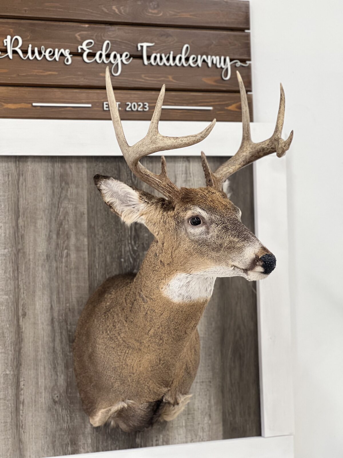 Whitetail buck shoulder mount below the Rivers Edge Taxidermy shop sign