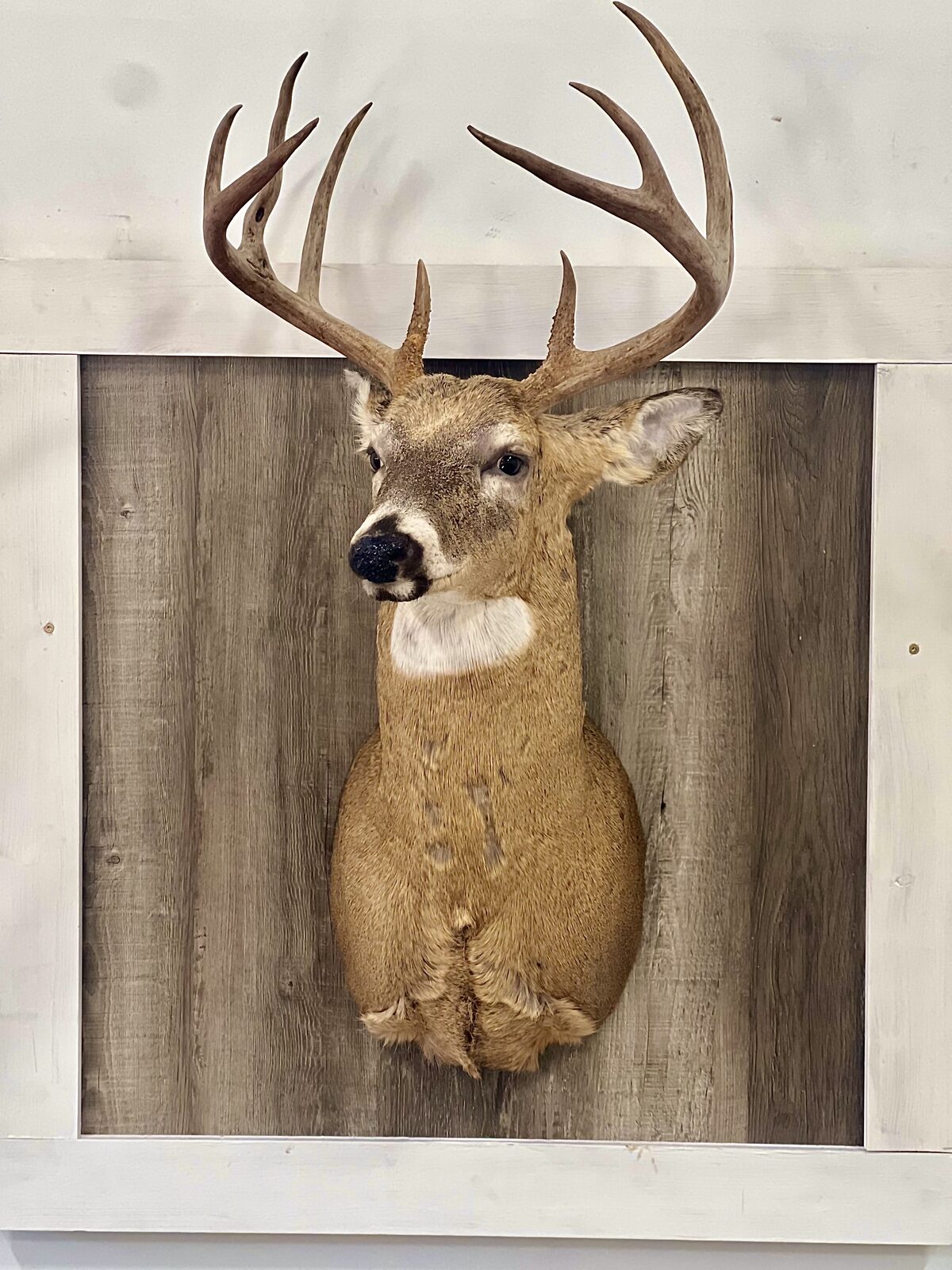 Whitetail buck shoulder mount on a framed barnwood panel