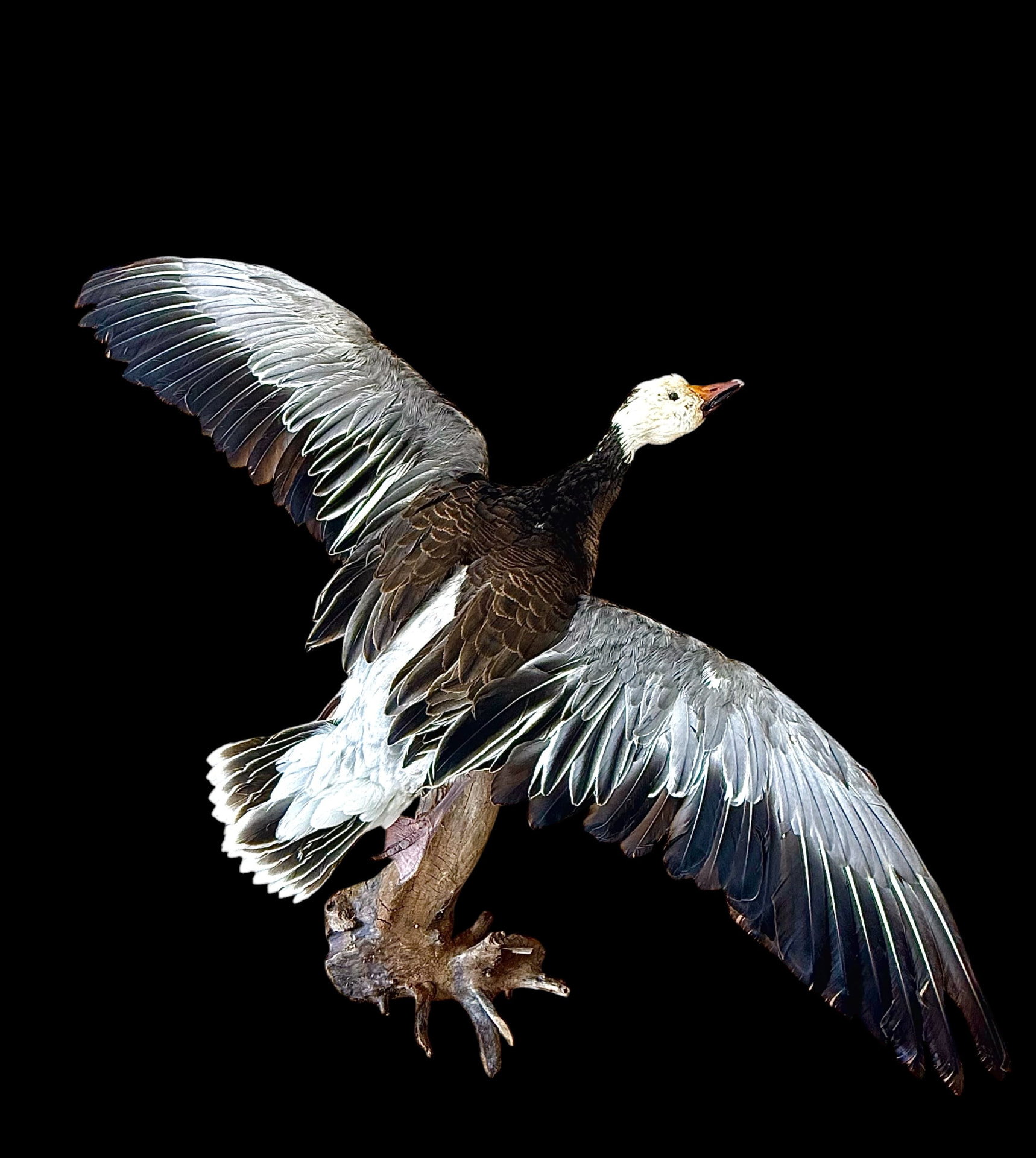 Mallard duck in flight taxidermy mount