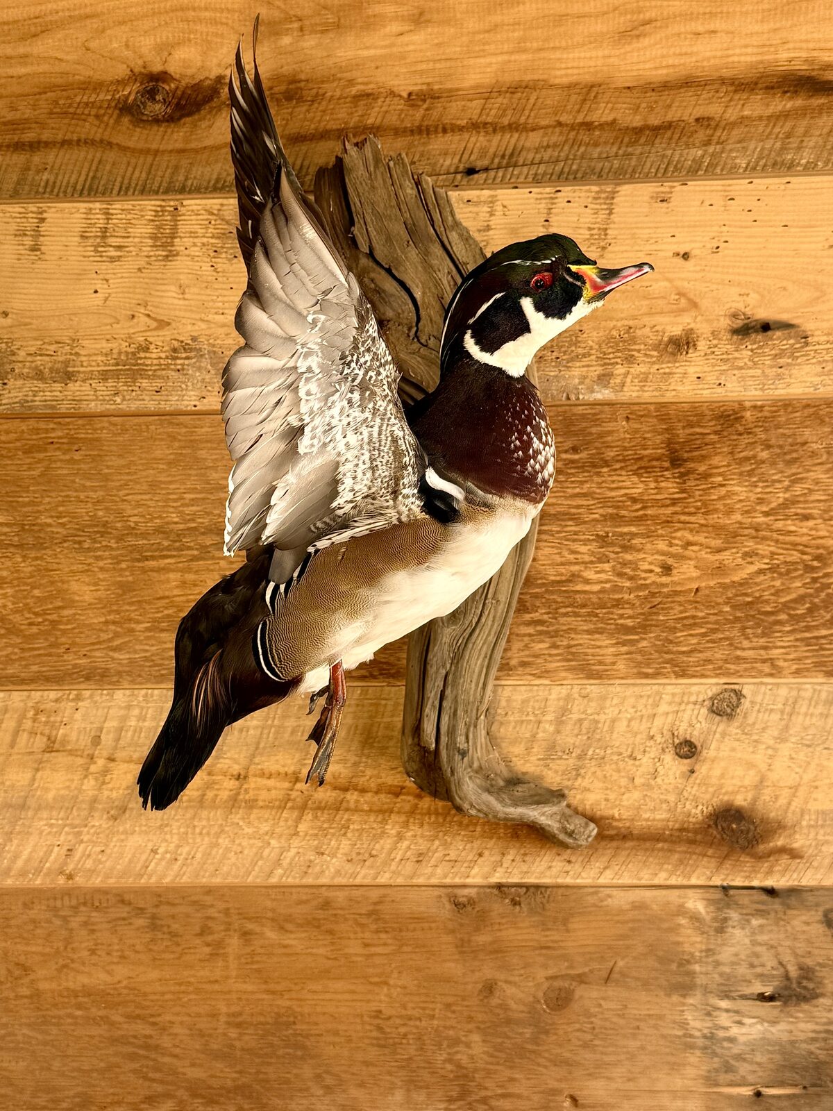 Wood duck mount posed in flight