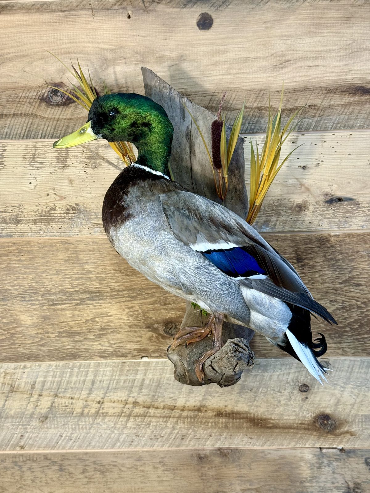 Mallard drake mount perched on driftwood with cattails