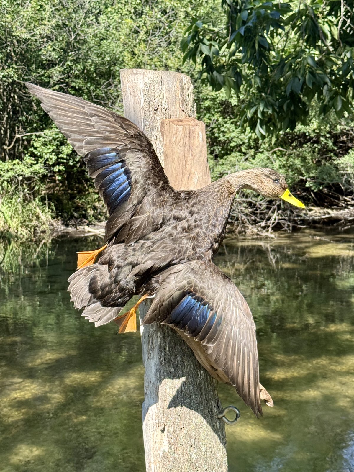 Black duck mount landing on a weathered piling above the river