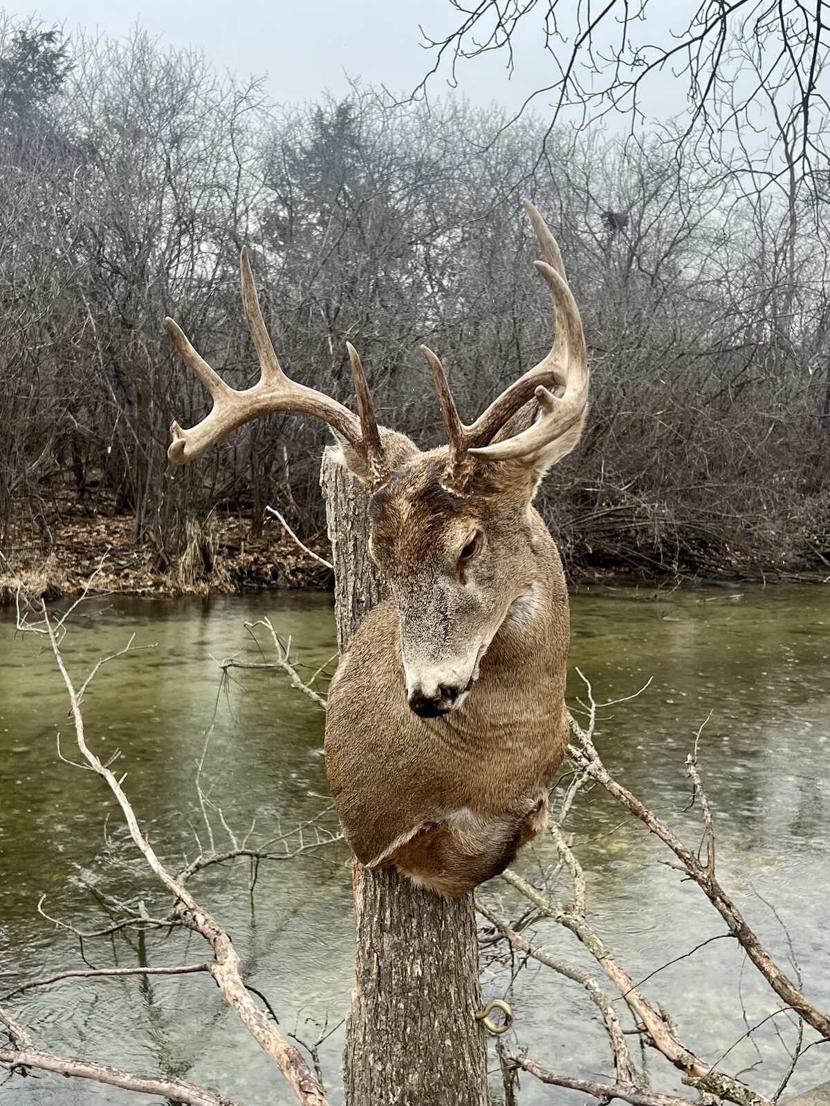 Whitetail buck shoulder mount with a tall tined rack over a river