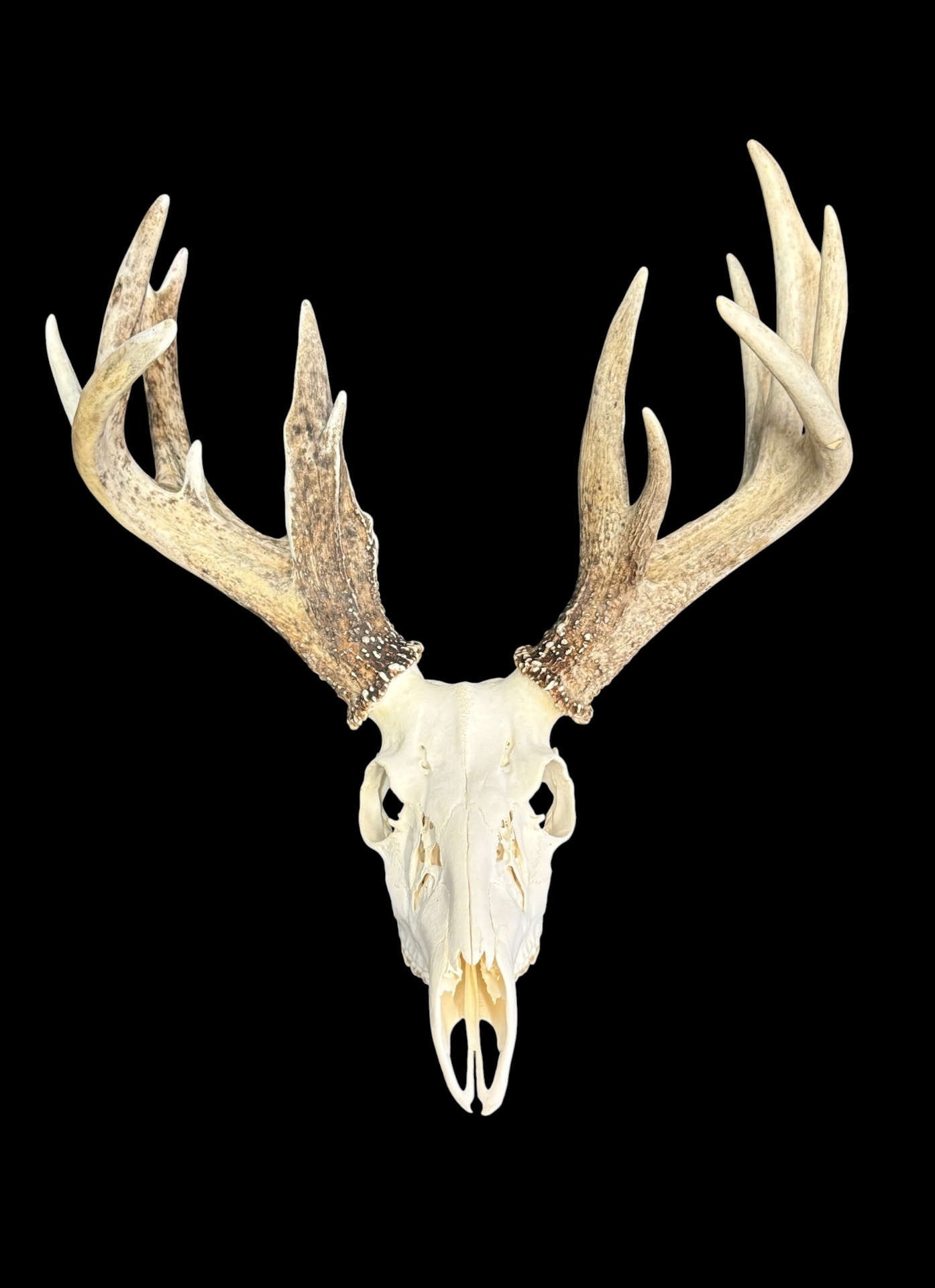 European style deer skull mount on walnut plaque