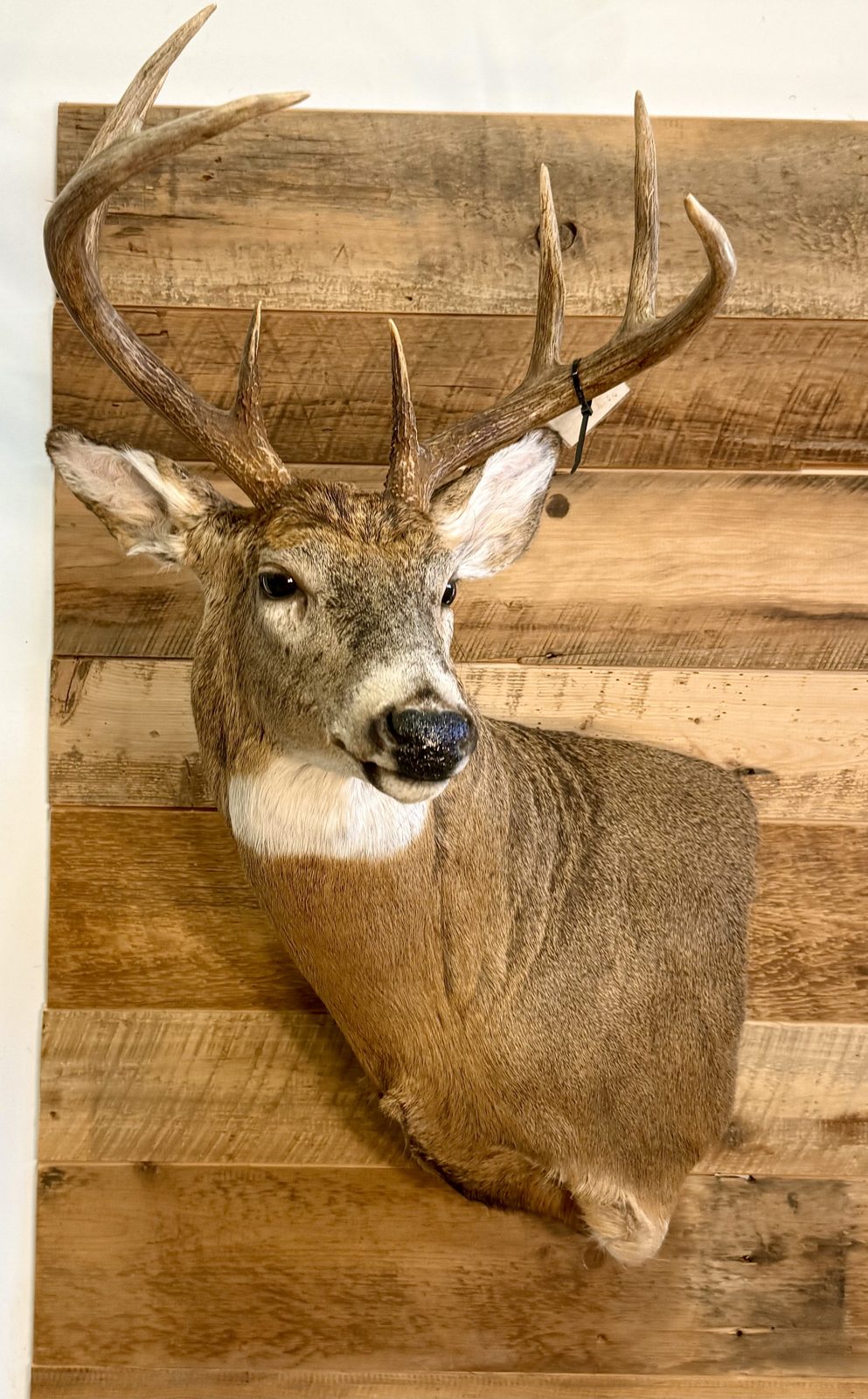 Whitetail buck shoulder mount turned to the side on barnwood