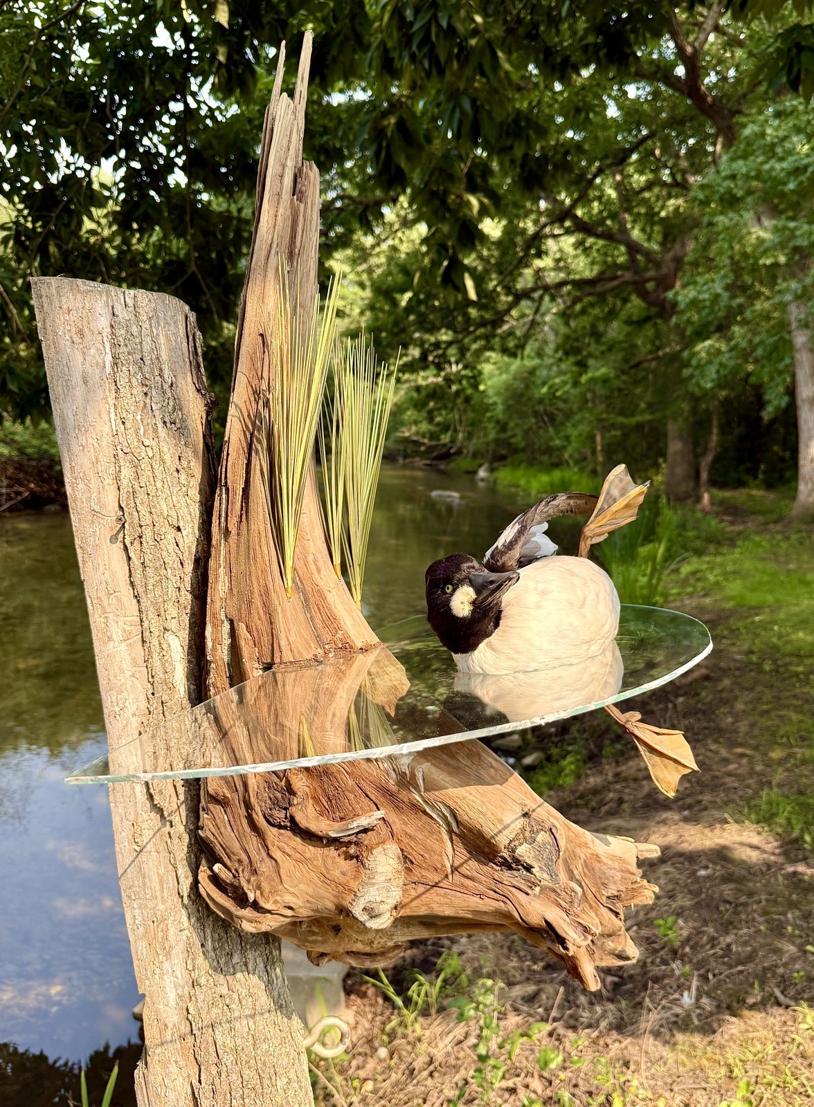 Goldeneye duck mount displayed on a driftwood table
