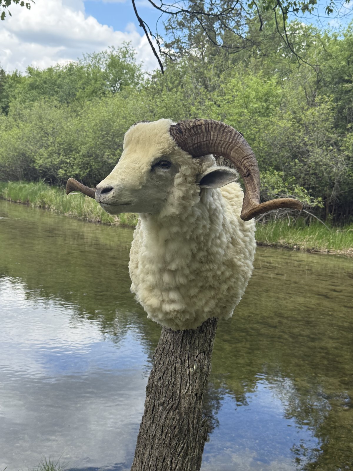Ram shoulder mount with curled horns displayed along the riverbank