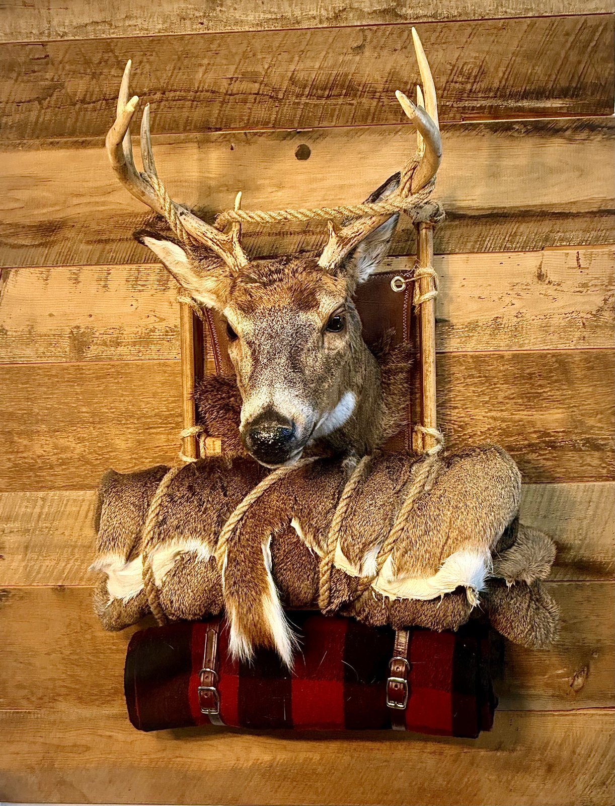 Whitetail buck pedestal mount with bedroll and fur accents on barnwood